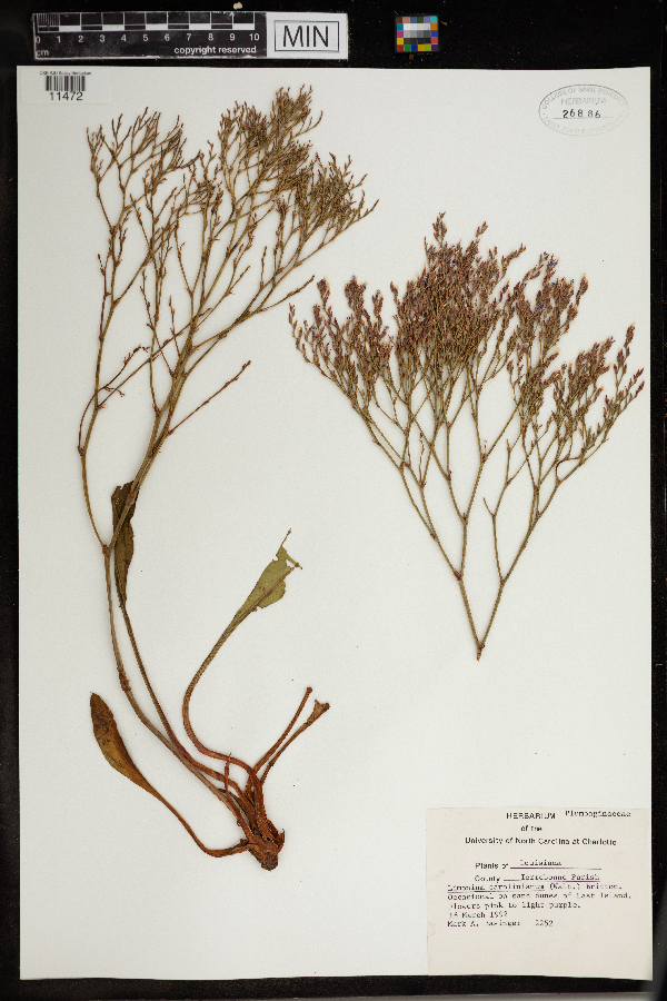 Limonium carolinianum image