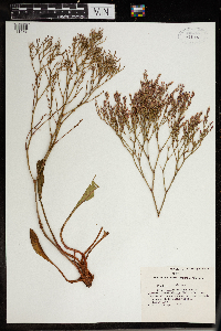 Limonium carolinianum image