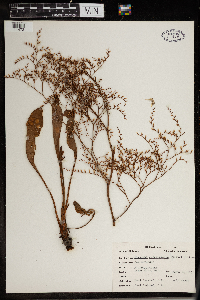 Limonium carolinianum image