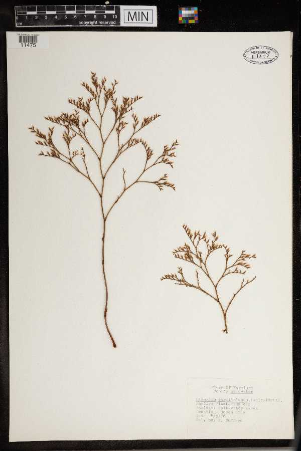 Limonium image