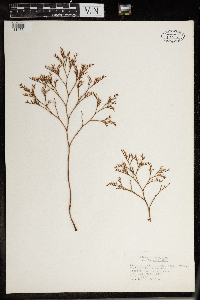 Limonium carolinianum image