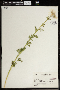 Malva moschata image