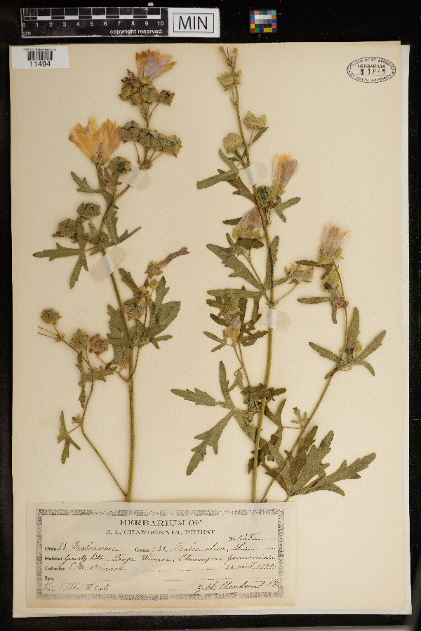 Malva alcea image