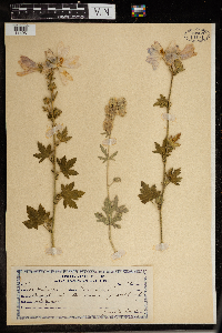 Malva alcea image