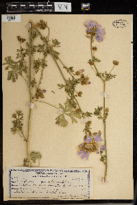 Malva moschata image