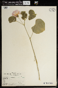 Malva alcea image