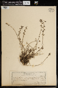 Image of Ayenia euphrasiifolia