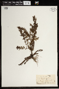 thumbnail image of current specimen