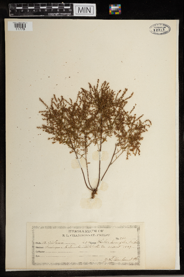 Lechea tenuifolia image