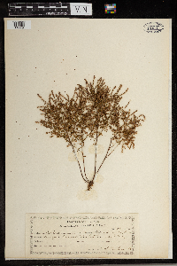 Image of Lechea tenuifolia