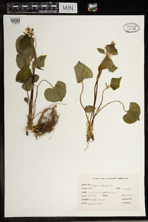 Viola canadensis image