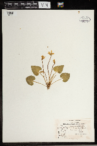 Viola cucullata image