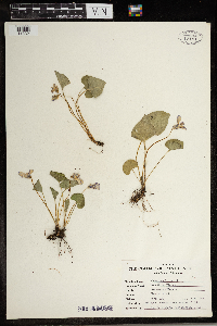 Viola cucullata image