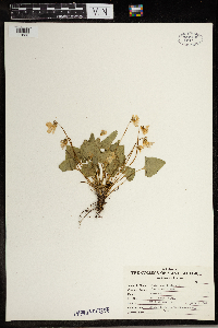 Viola cucullata image