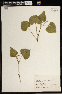 Viola eriocarpa image