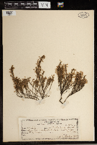 Hudsonia ericoides image