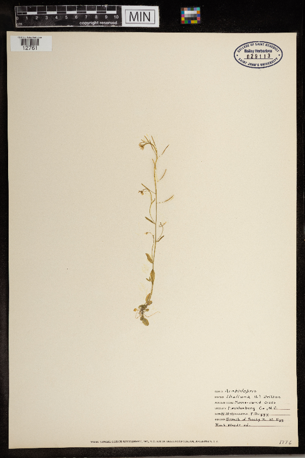 Arabidopsis thaliana image