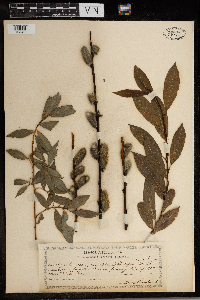 Salix daphnoides image