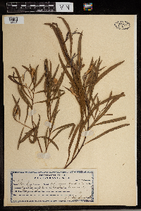 Salix nigra image