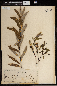 Salix petiolaris image