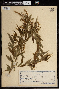 Salix lucida image