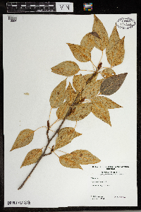 Populus balsamifera image