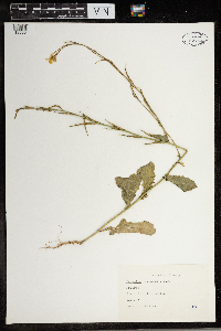 Moricandia arvensis image