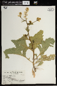 Brassica nigra image