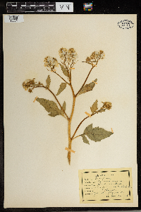 Brassica nigra image