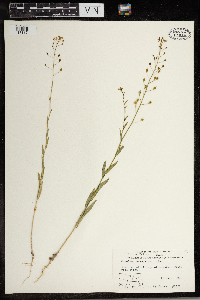 Camelina microcarpa image