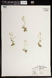 Draba nemorosa image