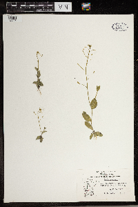 Draba nemorosa image