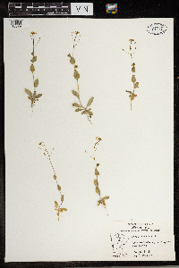 Draba nemorosa image