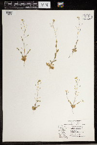 Draba nemorosa image