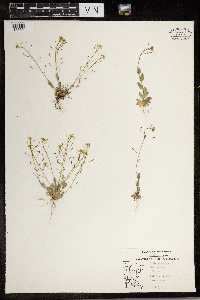 Draba nemorosa image