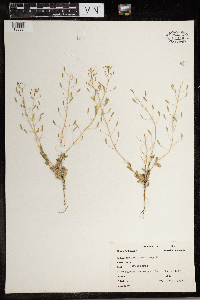 Draba nemorosa image