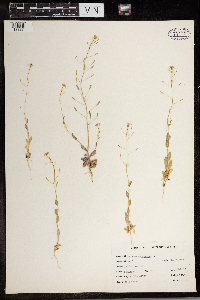 Draba nemorosa image