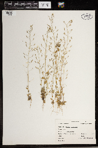 Draba nemorosa image