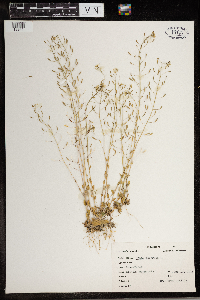 Draba nemorosa image