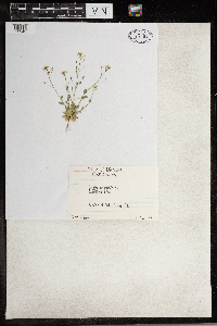 Draba nemorosa image