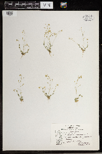 Draba nemorosa image