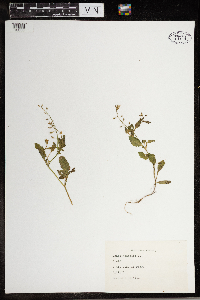 Draba nemorosa image