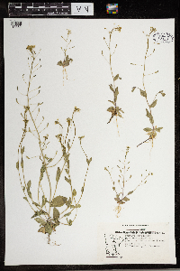 Draba nemorosa image