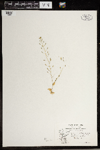 Draba nemorosa image