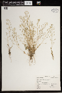 Draba nemorosa image