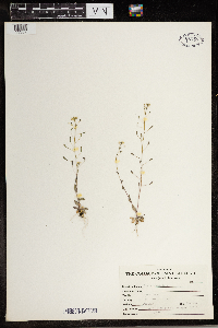 Draba nemorosa image