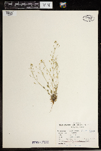 Draba nemorosa image