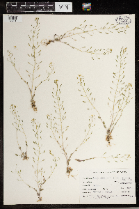 Draba nemorosa image