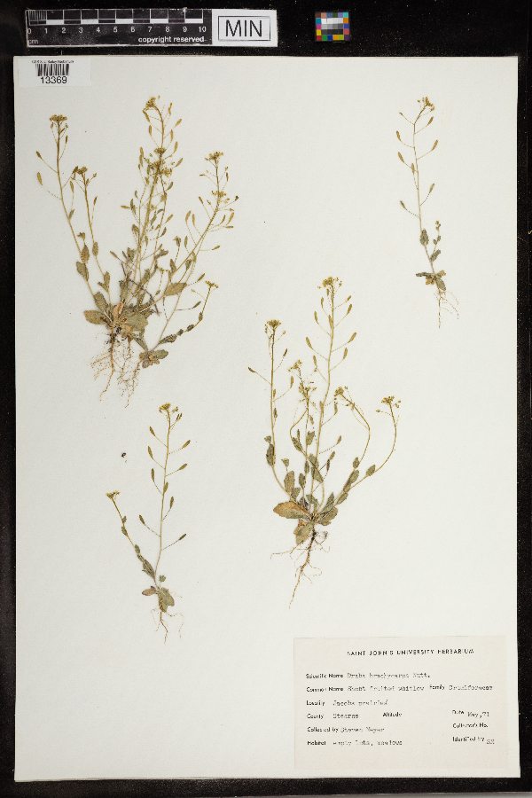 Draba brachycarpa image