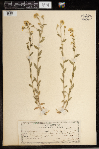 Draba helleriana image